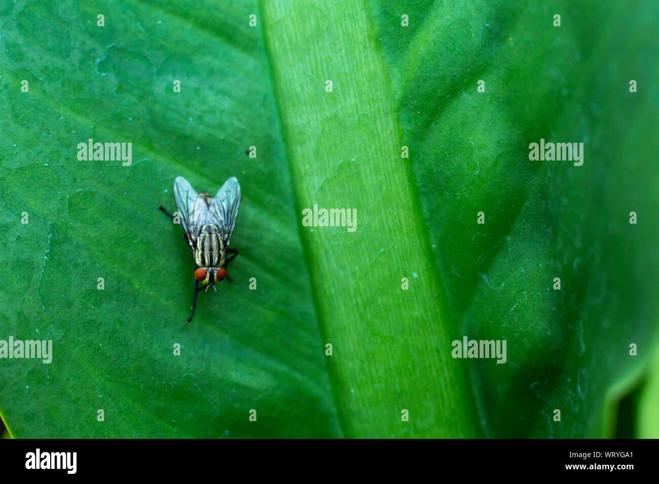 Housefly volare sulla foglia verde, insetto close-up shot Foto Stock