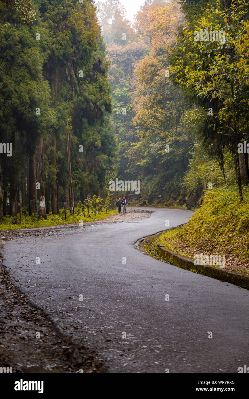 Una strada curva con pesanti di verde e di alberi cade nella città di ortografia nello stato del Sikkim in India Foto Stock