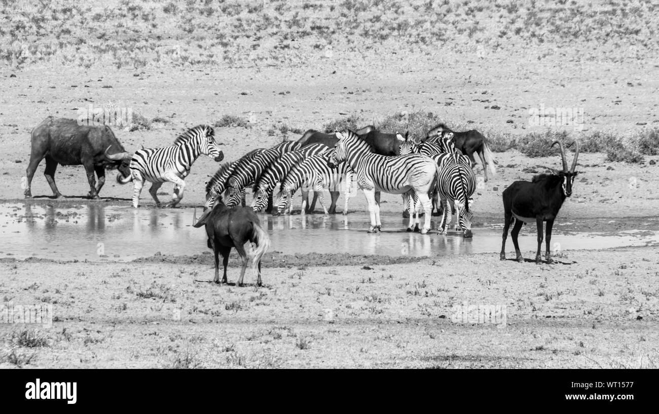 Un occupato Watering Hole nel sud della savana africana Foto Stock