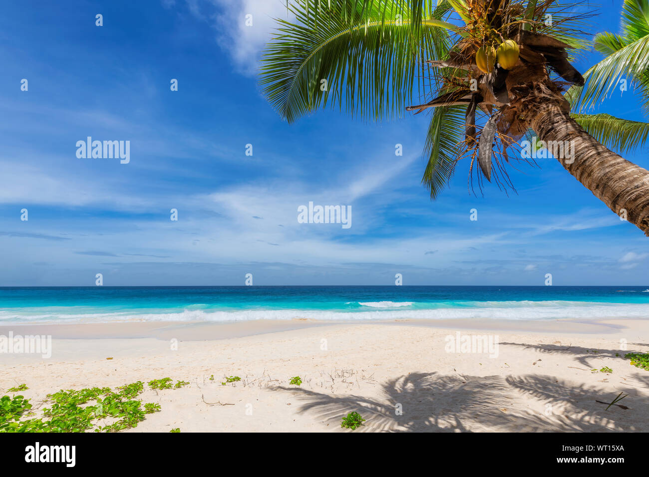 Sunny beach con palme e mare turchese in Giamaica isola dei Caraibi. Foto Stock
