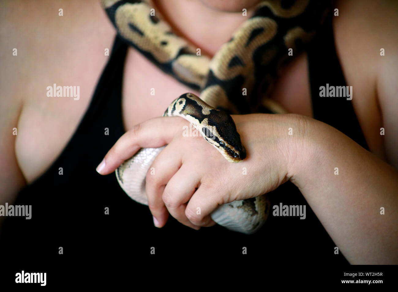 Mani femminili con Royal Python snake. La donna mantiene la sfera Python snake in mani. Exotic Tropical a sangue freddo animale rettile, Python regius snake. Foto Stock