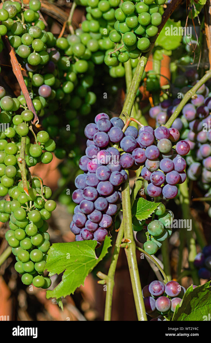 Spazzola uve maturazione di close-up. Autunno vendemmia. Foto Stock