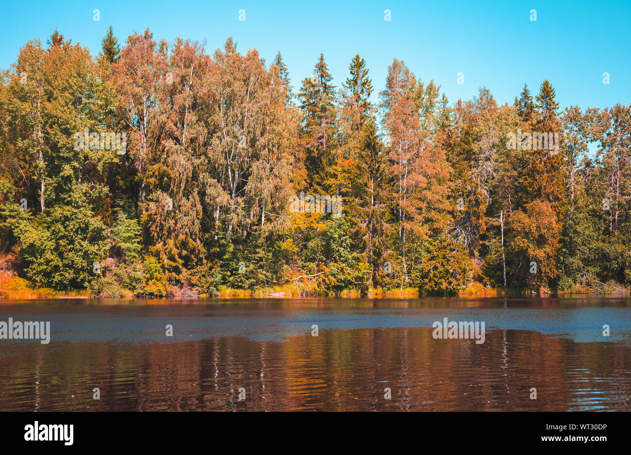 Paesaggio autunnale con bosco misto che cresce su un fiume costa, naturale foto di sfondo Foto Stock