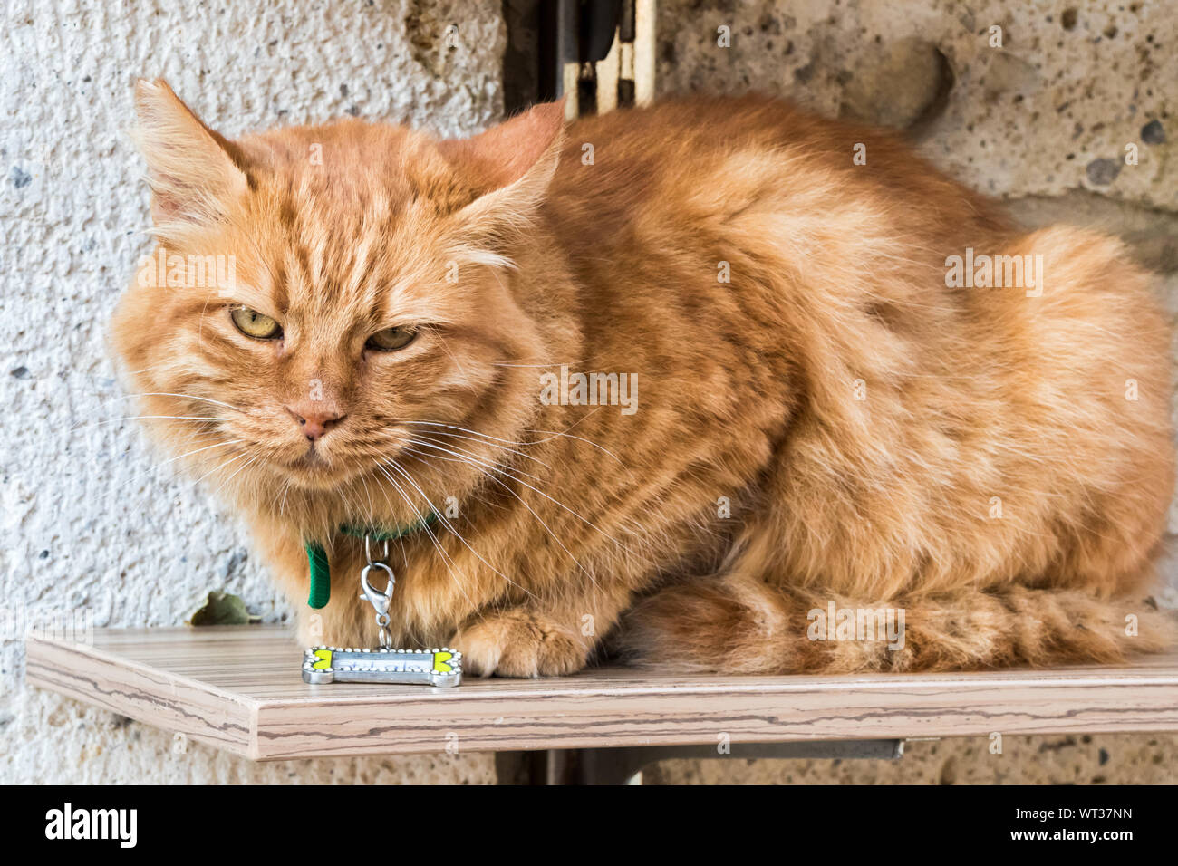 Lo zenzero cat con identificativi seduto su un ripiano Foto Stock
