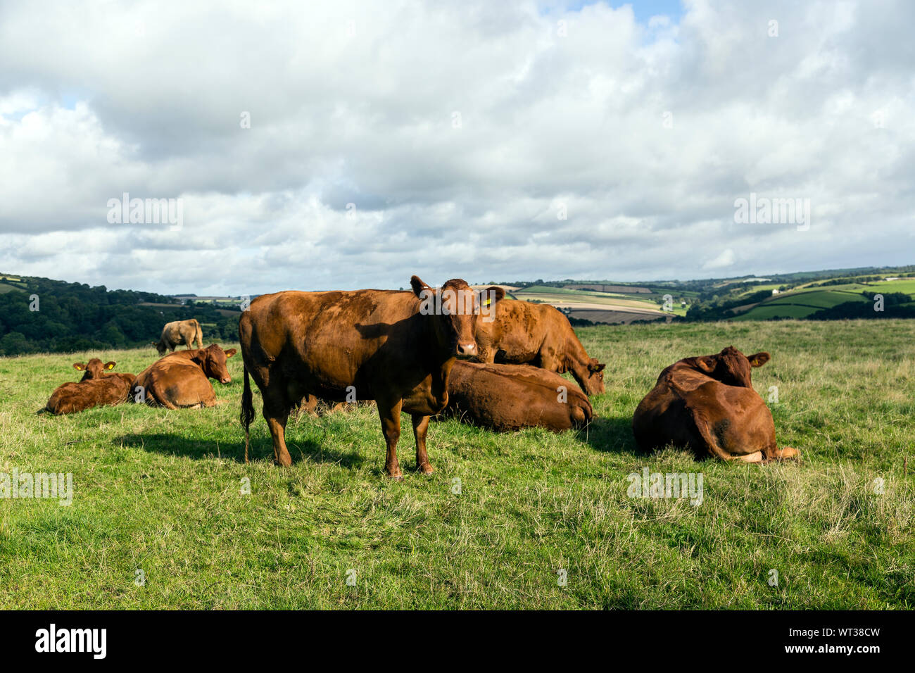 Sostenibile agricoltura britannico ,ruminanti,terreni agricoli del Regno Unito,British allevamento, bestiame, Foto Stock