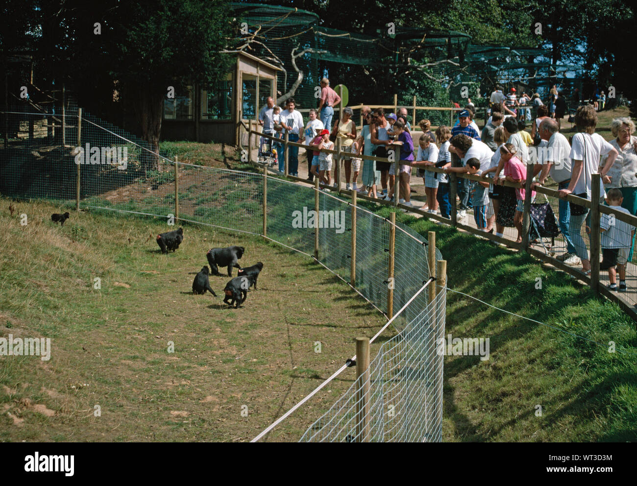SULAWESI CRESTED MACACHI Macaca nigra nel contenitore, guardato da turisti Thrigby Hall Wildlife Gardens, Norfolk, Regno Unito Foto Stock