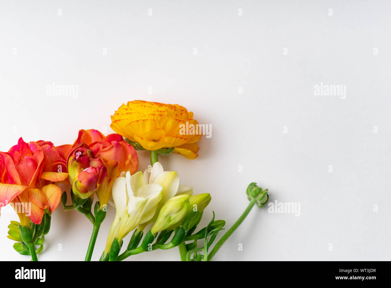 Flatlay con rosso e arancio fresia Fiori su fondo bianco con spazio di copia Foto Stock