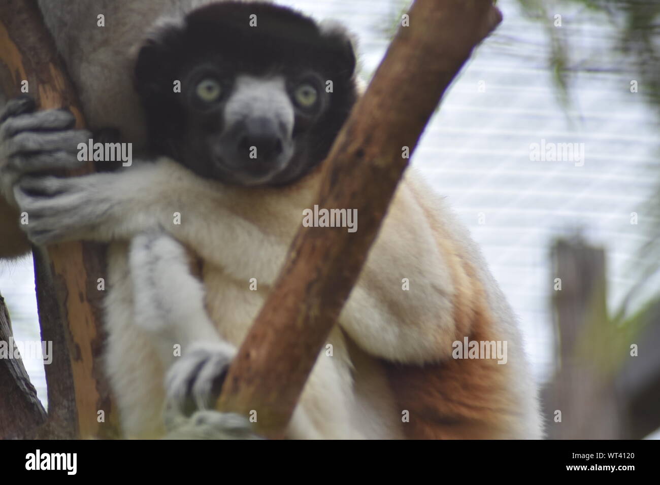 Coronato Sifaka lemur Foto Stock