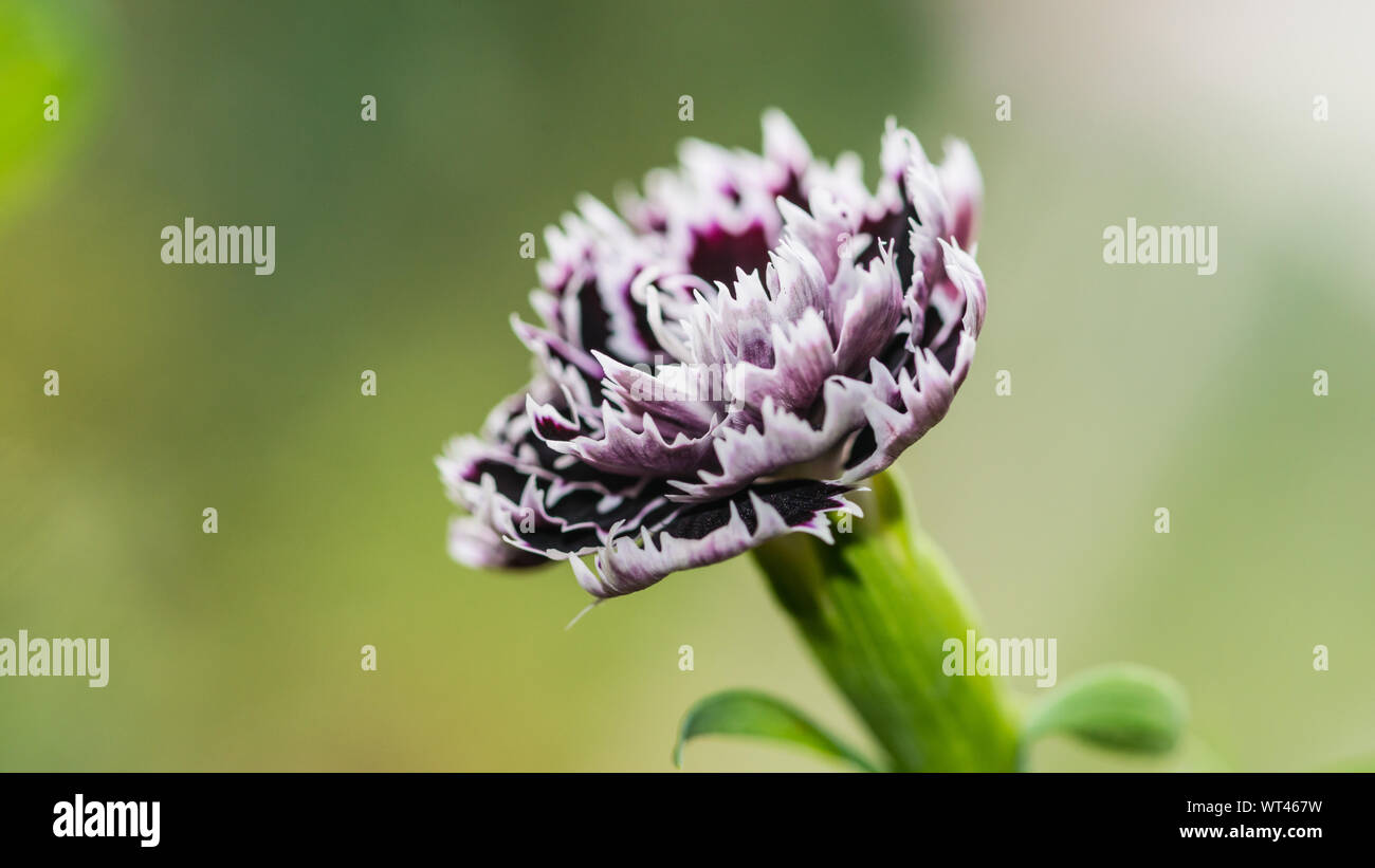 Una ripresa macro di un bianco e nero fiore di garofano. Foto Stock