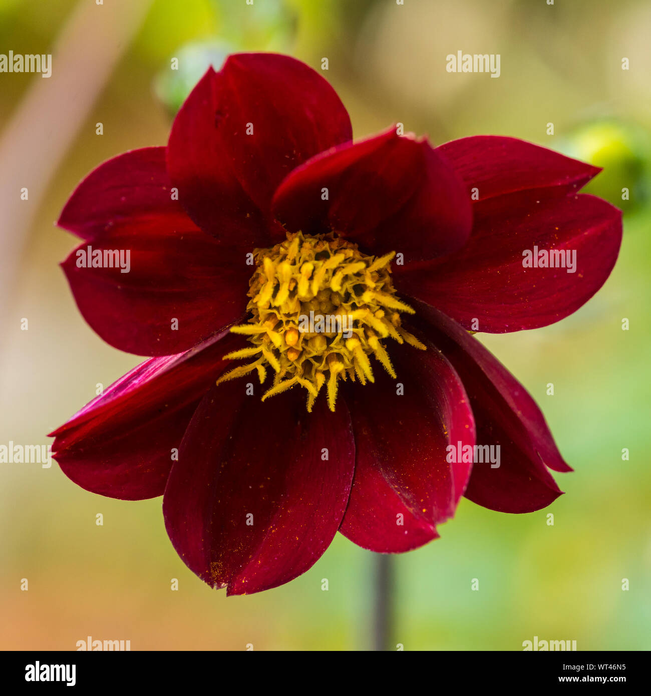 Una macro shot di una dalia stella messicana bloom. Foto Stock