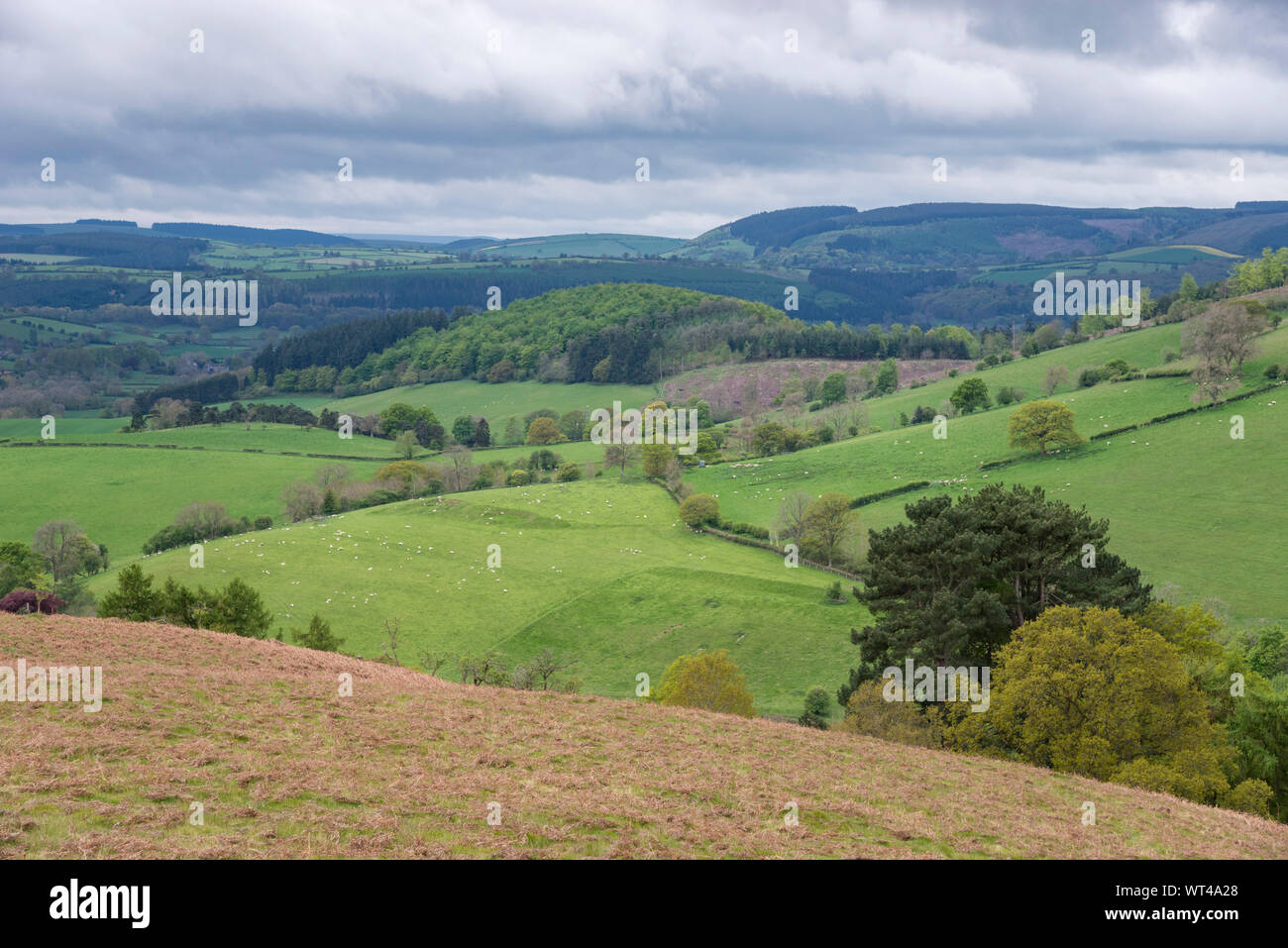 Giornata di Primavera a Hopesay collina vicino a Craven Arms in SHropshire hills, Inghilterra. Foto Stock