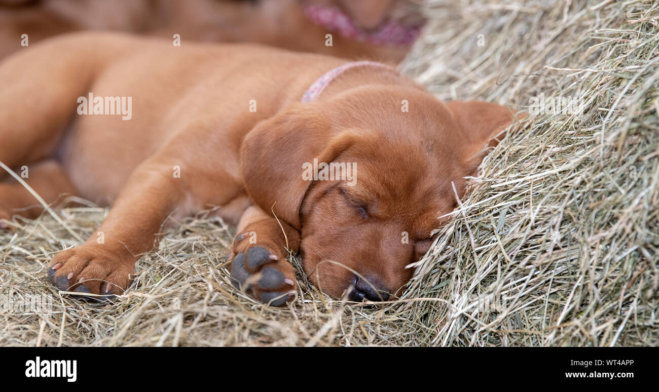 In prossimità di una volpe red labrador cuccioli, circa 8 settimane, in fattoria shed, dormire sulla paglia. Cumbria, Regno Unito. Foto Stock