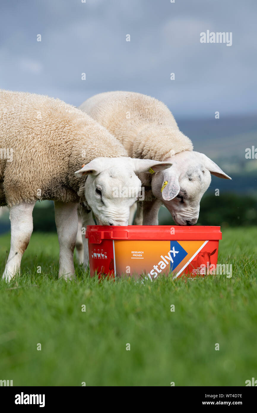 Gregge di pecore di mangiare da un supplemento di alimentazione benna che fornisce loro extra con vitamine e minerali per una salute migliore. North Yorkshire, Regno Unito. Foto Stock