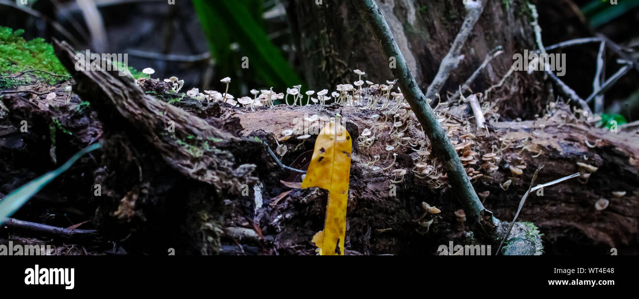 Di piccole dimensioni e di colore bianco di funghi che crescono su una foresta pluviale morto tronco di albero, Cape Tribulation National Park, Queensland, Australia Foto Stock