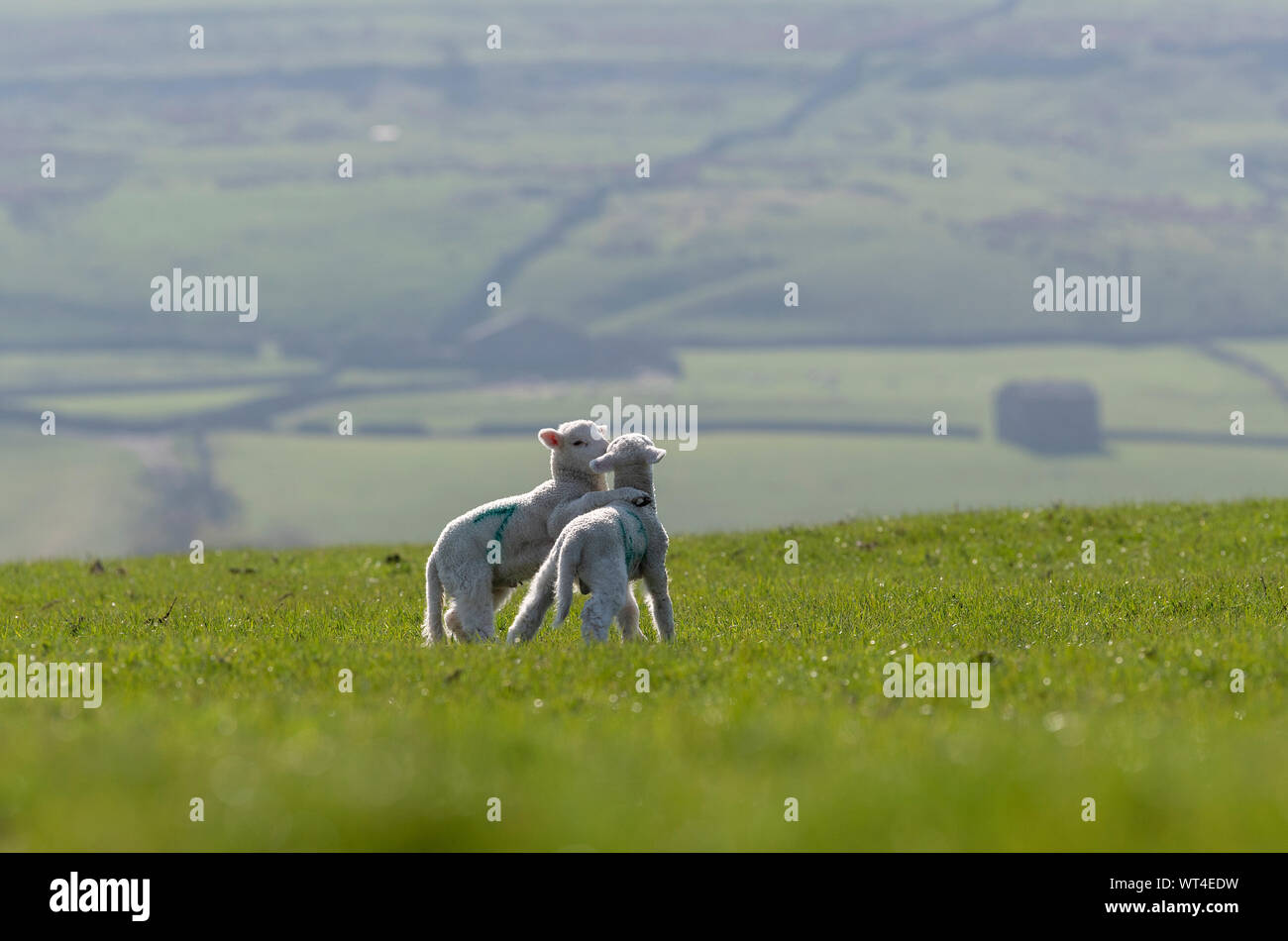 Coppia di agnelli giovani in campo, uno con la sua gamba sopra gli altri alle spalle, conferendole un abbraccio. North Yorkshire, Regno Unito. Foto Stock