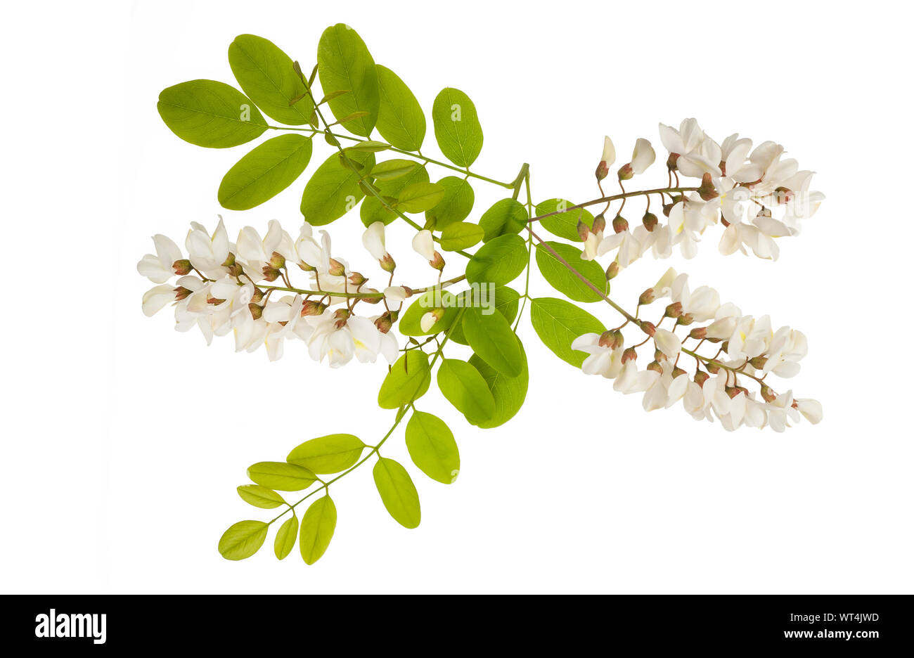 Ramo di Acacia con fiori isolati su bianco Foto Stock