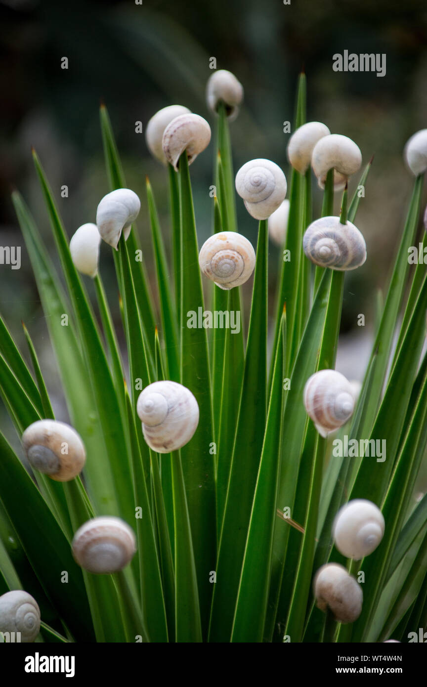 Bianco di gusci di lumaca sulla parte superiore delle foglie di fiori Foto Stock