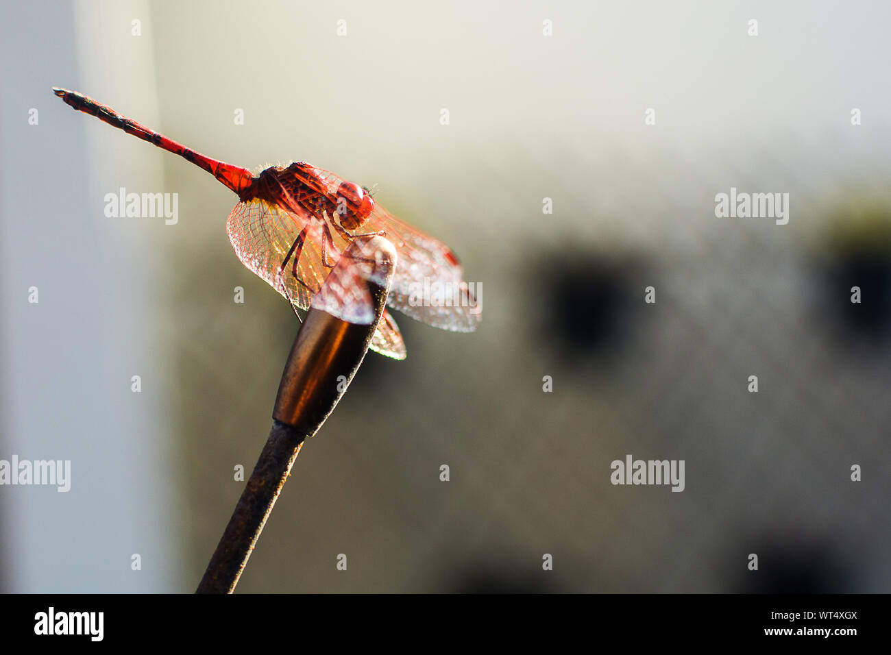 Macro libellula animale. Copia dello spazio. Foto Stock
