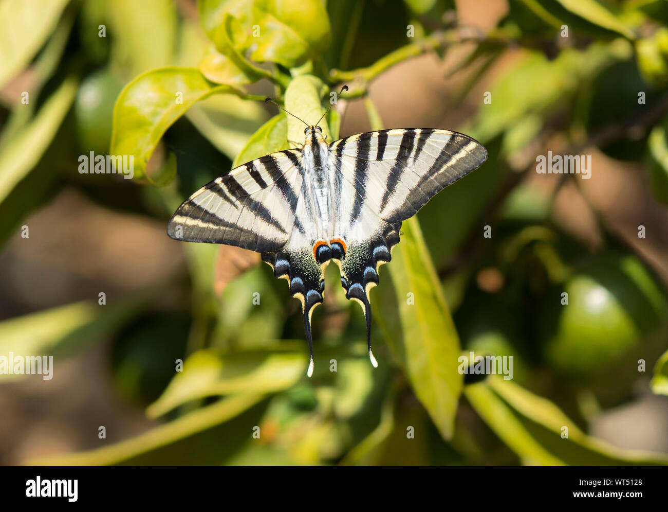 Southern Scarce Swallowtail, Iphiclides feisthamelii farfalla, Andalusia, Spagna. Foto Stock