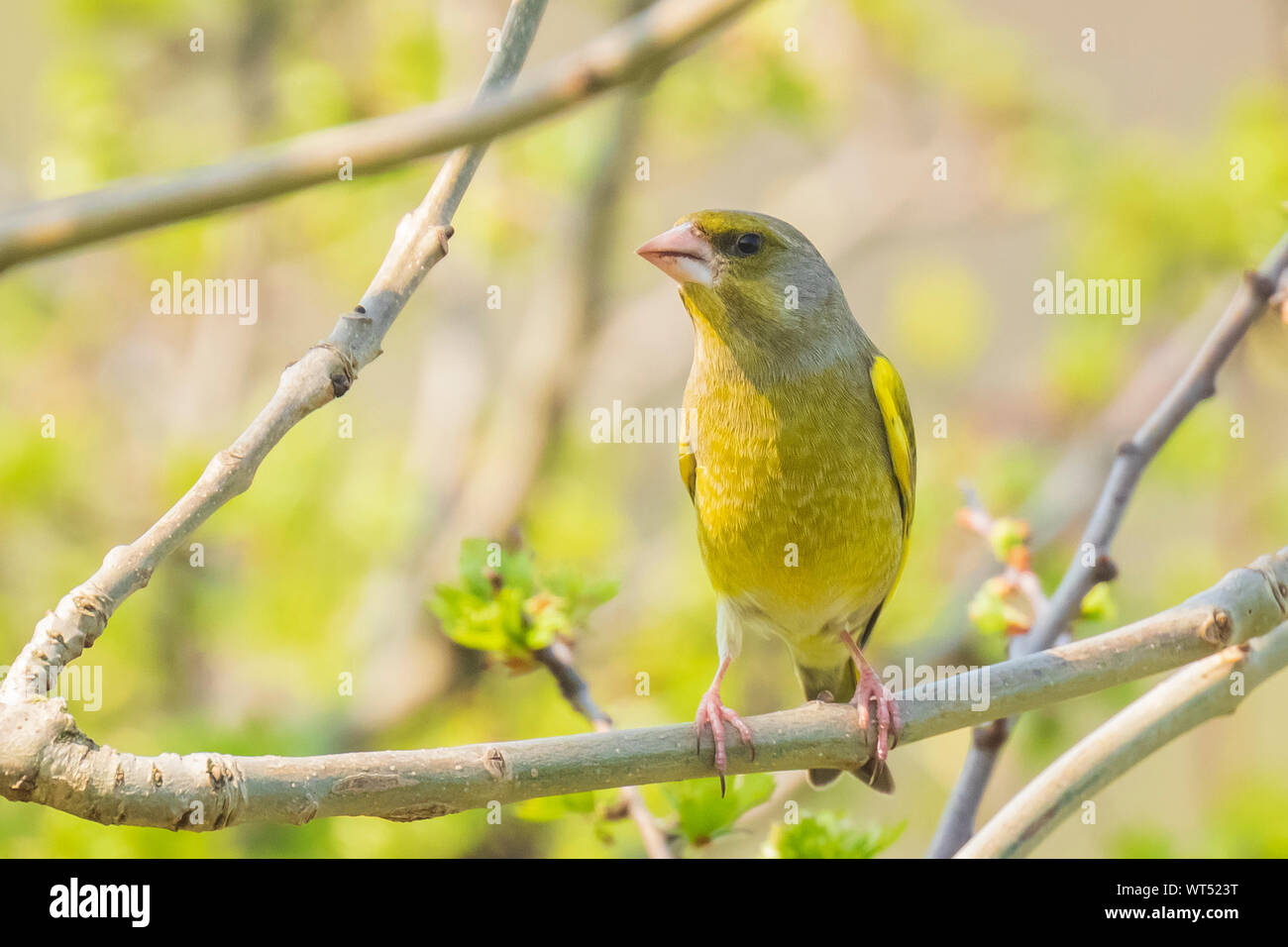 Unione verdone maschio chloris Chloris il canto degli uccelli in inizio di mattina di sole durante la stagione di accoppiamento in primavera. Foto Stock