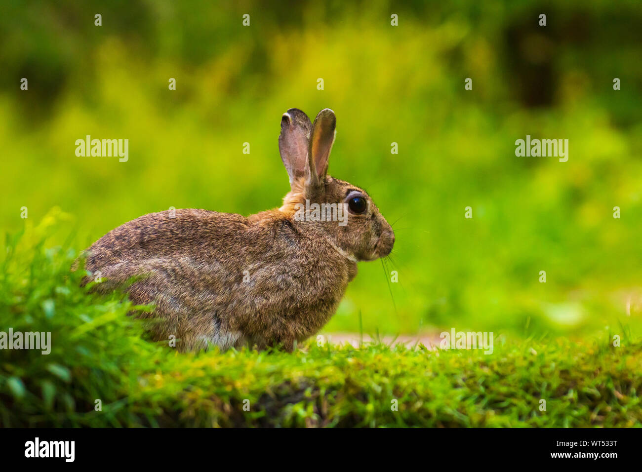 Primo piano di un coniglio selvatico oryctolagus cuniculus sull'orologio nascosto in erba in una foresta Foto Stock