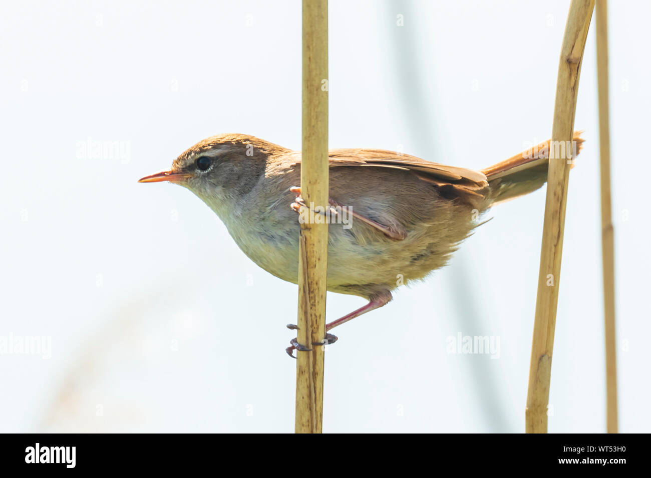 Primo piano di una Cetti il trillo, Cettia cetti, il canto degli uccelli e arroccata in una foresta verde durante la stagione primaverile. Foto Stock