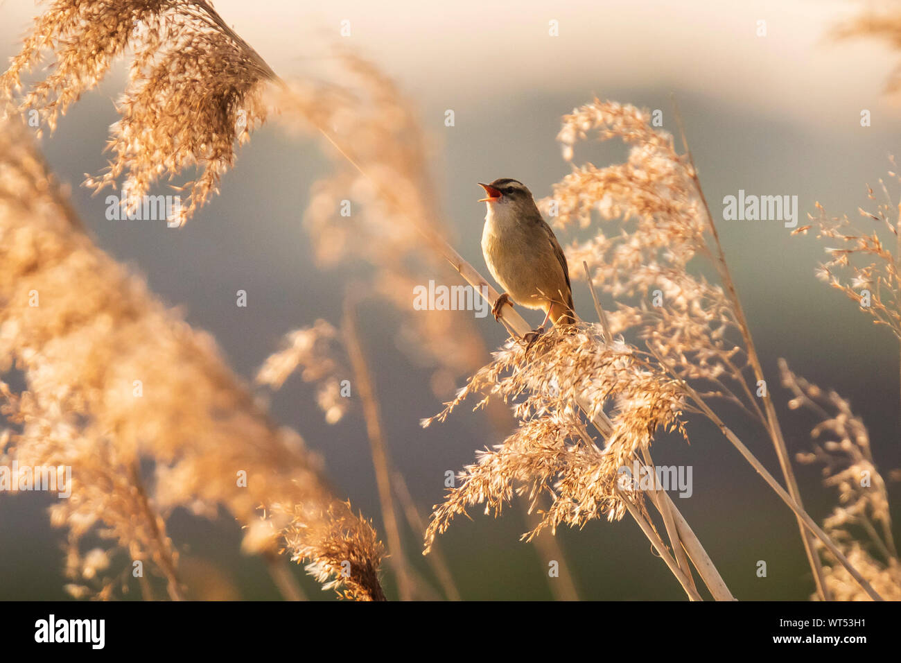 Eurasian reed trillo Acrocephalus scirpaceus il canto degli uccelli in canne durante il sunrise. Inizio mattina di sole in estate Foto Stock