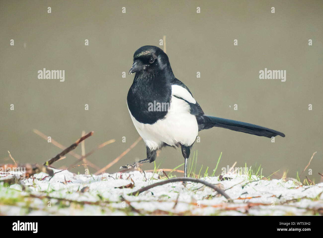 Primo piano di una gazza eurasiatica o comuni o gazza uccello (Pica pica) camminando su un prato in un paesaggio invernale con la neve. Foto Stock