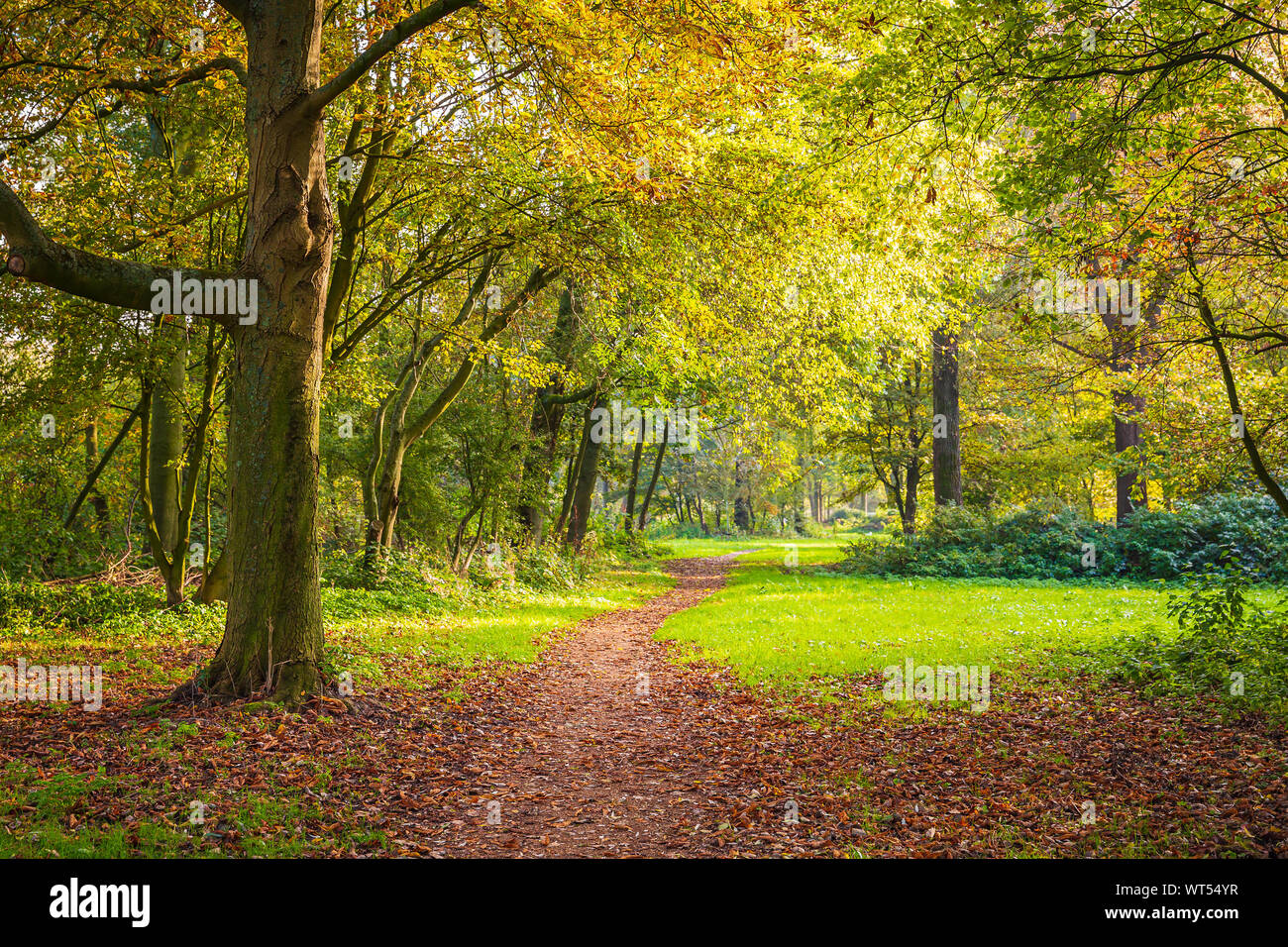 Sentiero forestale attraverso il paesaggio autunnale in un parco della città. La luminosa luce del sole e colori vibranti. Foto Stock