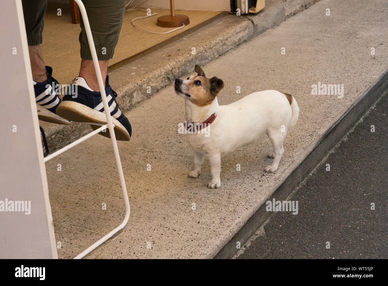 Un cane attende per il cibo dal suo proprietario a Les Puces de Saint-Ouen mercato delle pulci Foto Stock