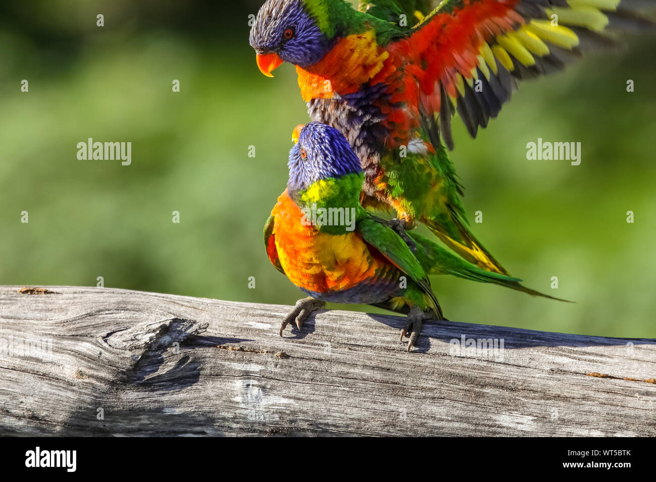 Paio di Rainbow parrocchetti in amore, Queensland, Australia Foto Stock