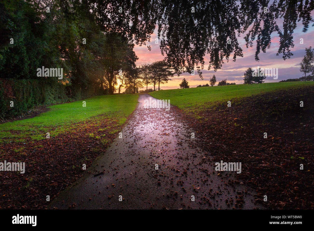 Nocciole caduti in Ravenhill park Foto Stock