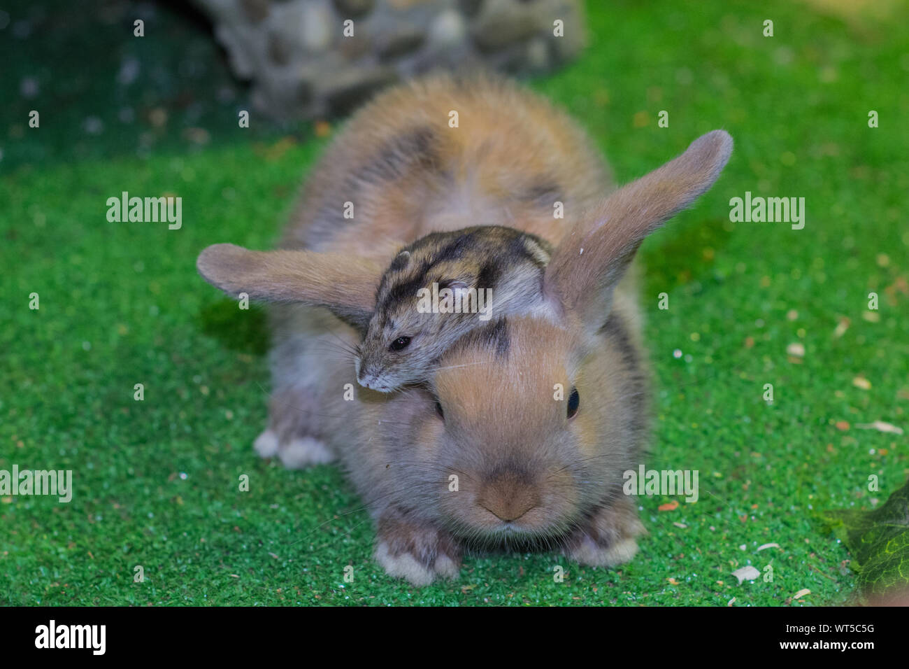 Bella, giovane, tricolore, piccolo coniglio e Jungar hamster. Amici fin dall'infanzia. Cresciuto insieme. Foto Stock