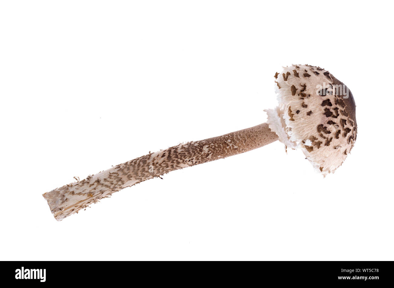 Foresta di funghi selvatici Macrolepiota su sfondo bianco. Stuio foto Foto Stock