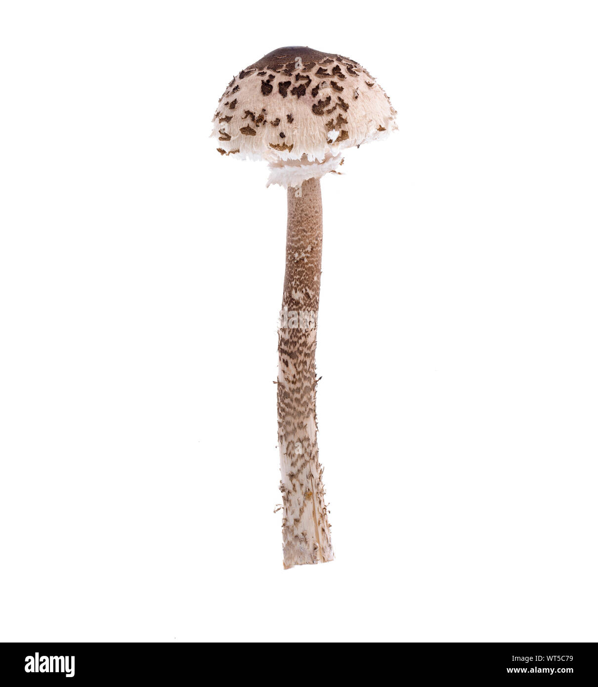 Foresta di funghi selvatici Macrolepiota su sfondo bianco. Stuio foto Foto Stock
