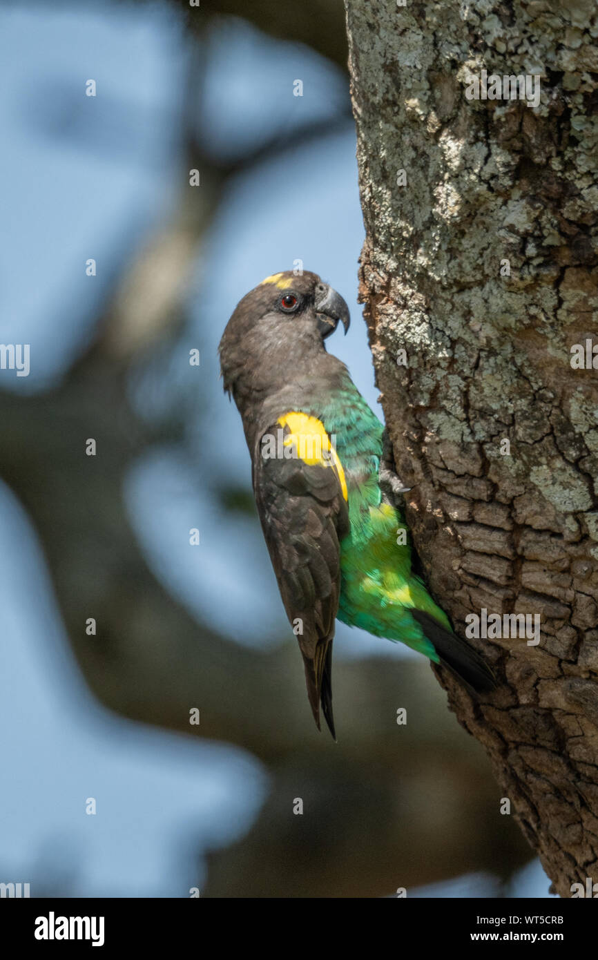 Brown parrot si aggrappa a lichen coperto tronco di albero Foto Stock
