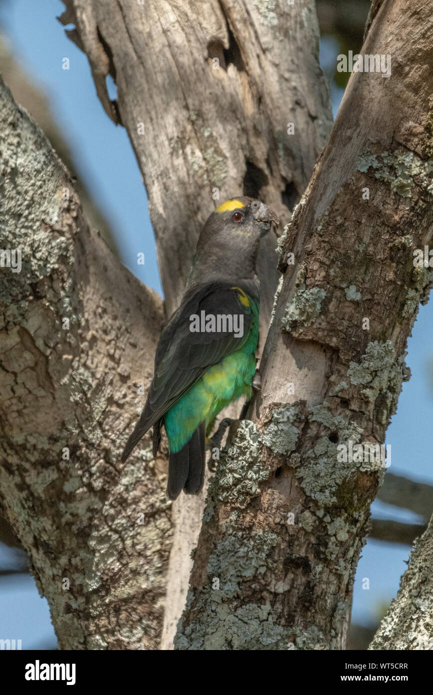 Brown parrot pecks a lichen coperto tronco di albero Foto Stock