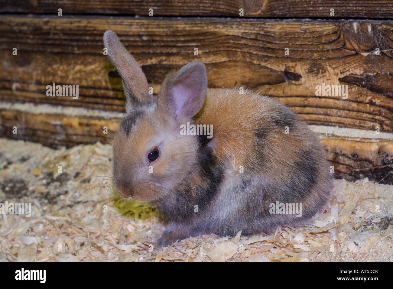 Bella, giovane, tricolore, piccolo coniglio. Conigli in una penna allo zoo. L'allevamento di conigli domestici. Foto Stock