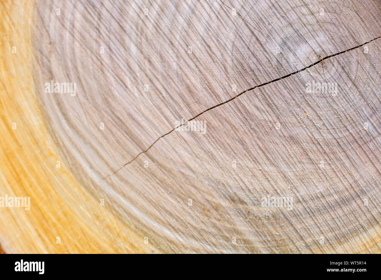 Sezione trasversale del tronco di un albero con gli anelli annuali e la spaccatura nel centro di trunk come una texture di legno Foto Stock