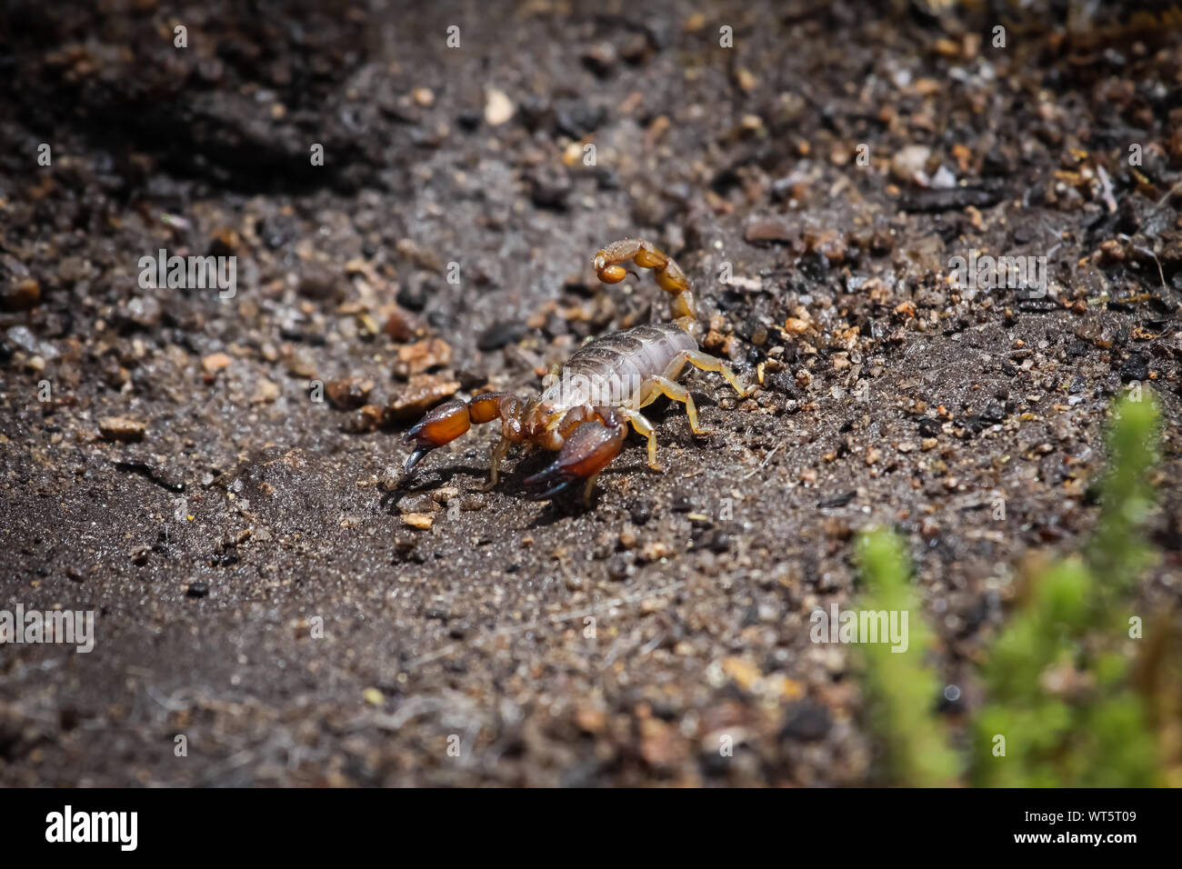 Close up di Black Rock scorpion, Queensland Australia Foto Stock