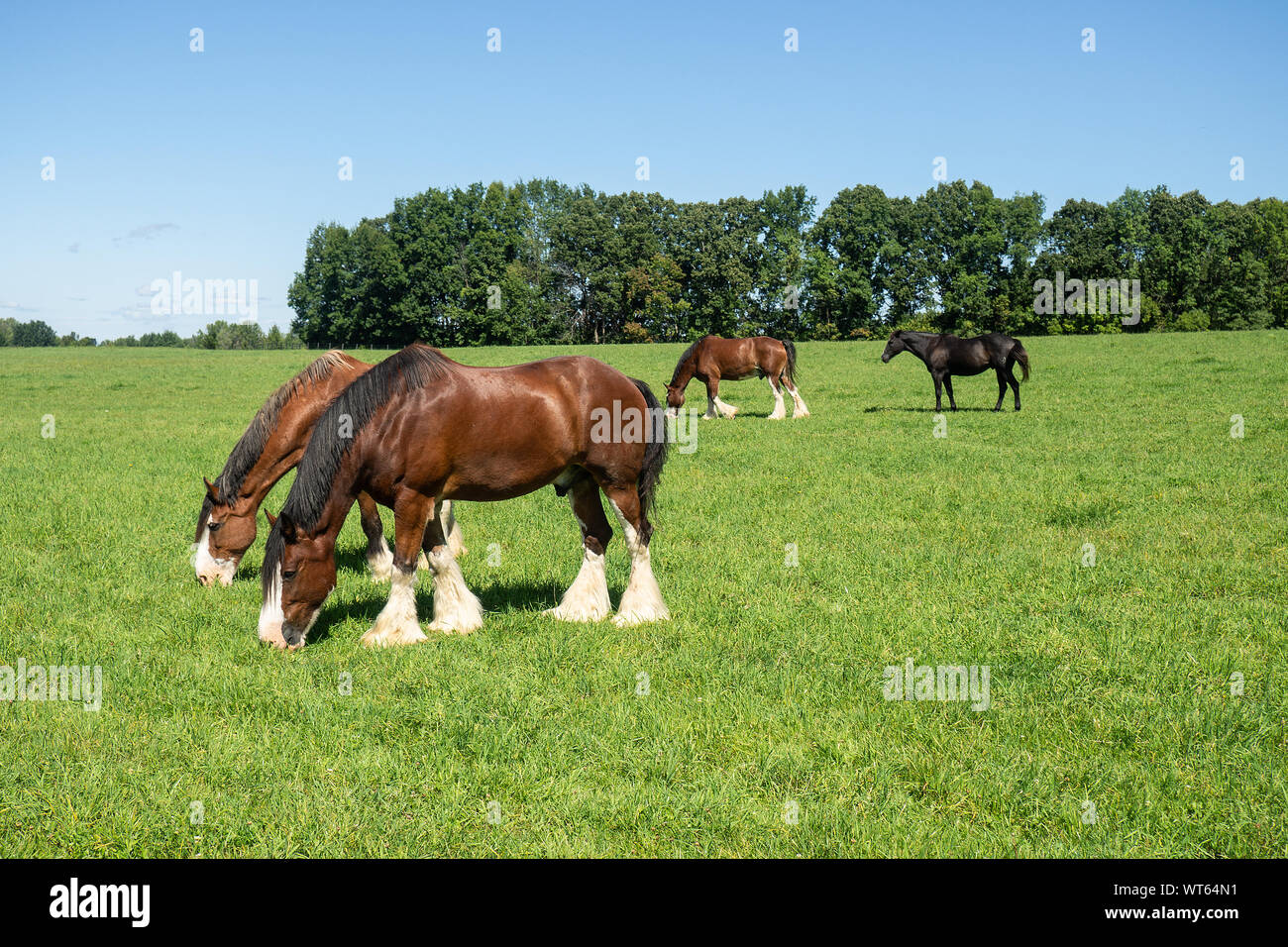 Tre progetti di cavalli e un purosangue di pascolare su un bel giorno di estate Foto Stock