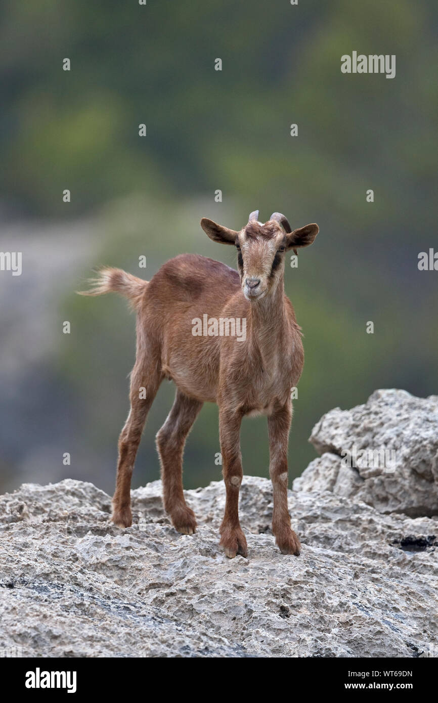 Balearian Feral (Capra aegagrus hircus) Foto Stock