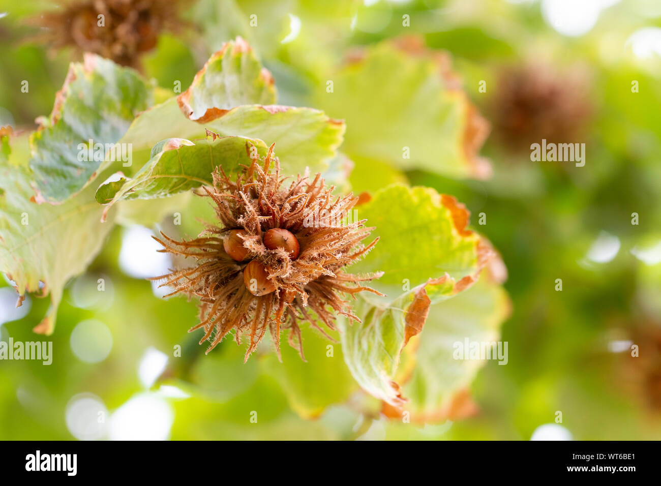 Foglie e frutta nocciole dettagli di un nocciolo in autunno. Foto Stock