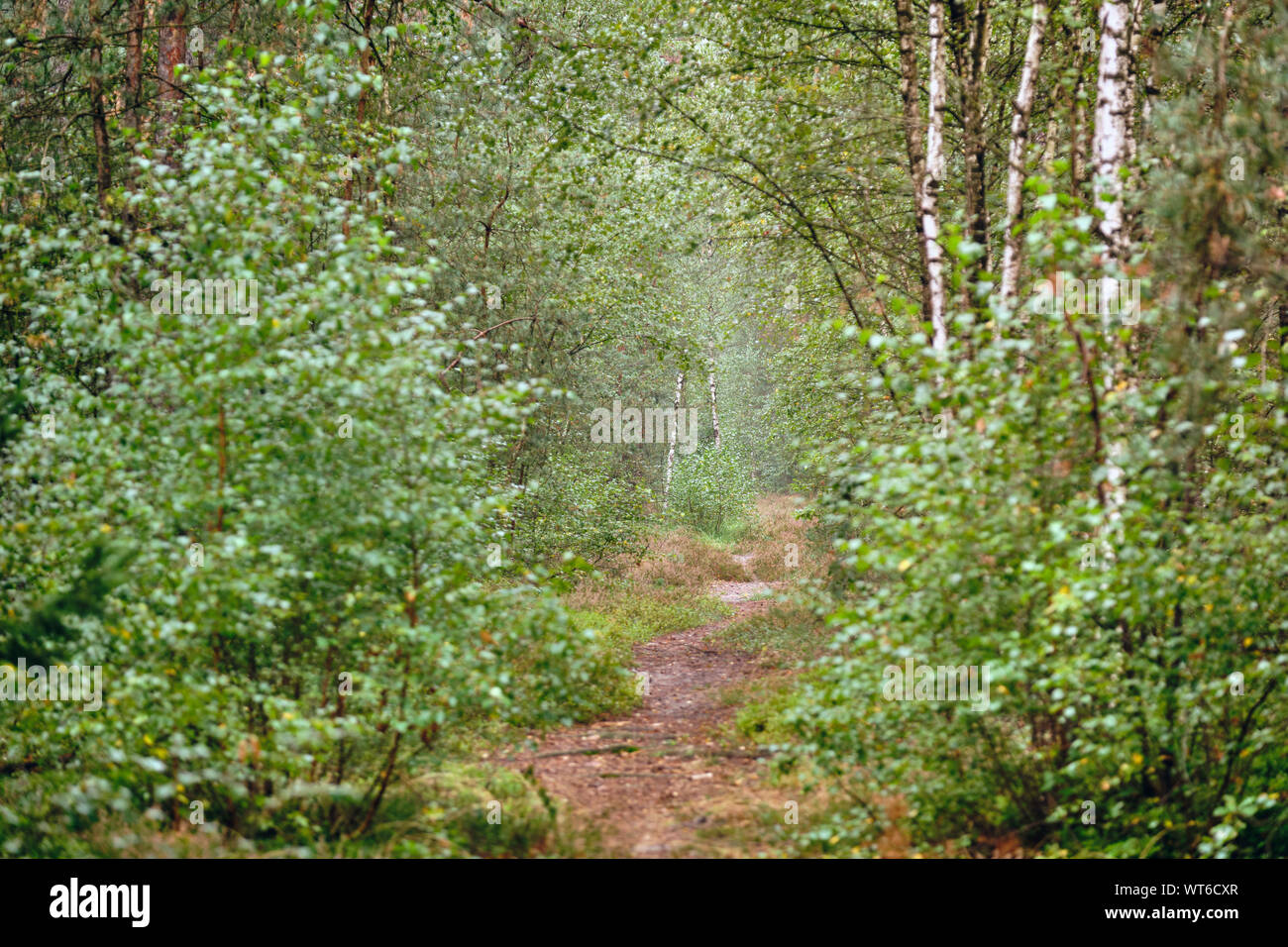 Paesaggio forestale nei primi giorni di autunno in Germania con uno stretto sentiero in centro Foto Stock