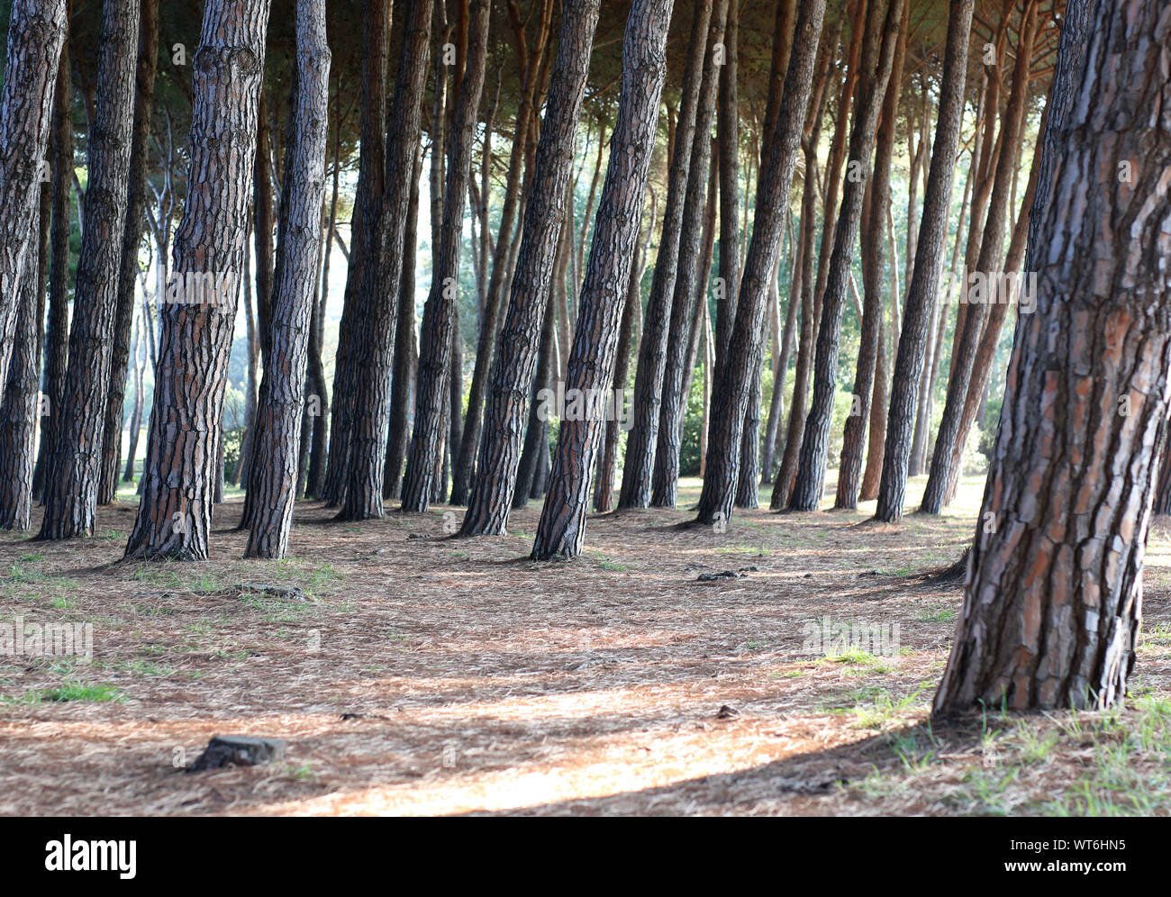 Pineta, golfo di Baratti, Toscana, Italia Foto Stock