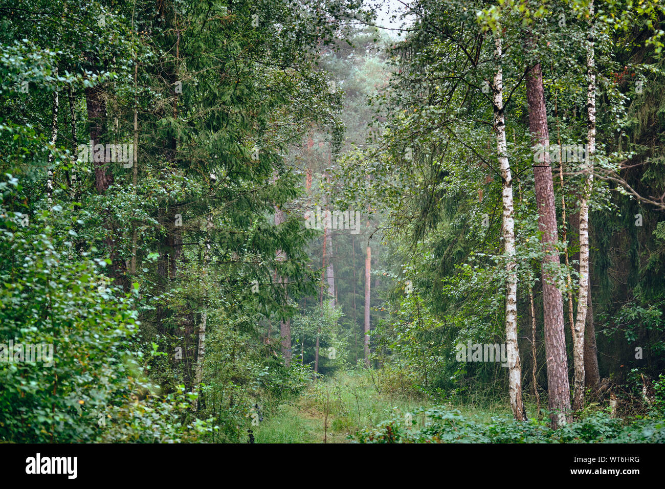 Moody e paesaggio scuro shot nella foresta dei primi giorni di autunno in settembre in Germania Foto Stock