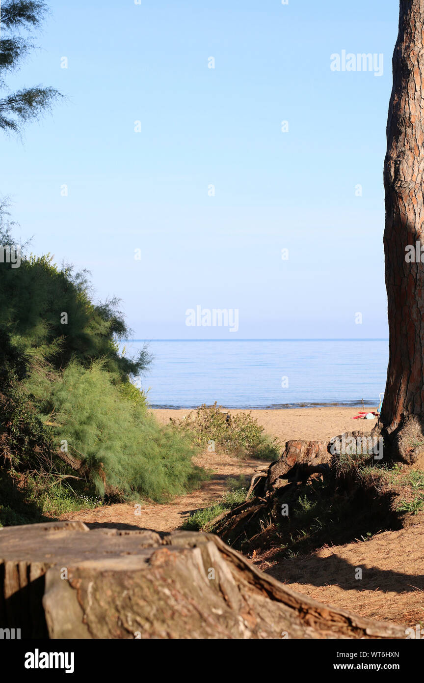 Pineta, golfo di Baratti, Toscana, Italia Foto Stock