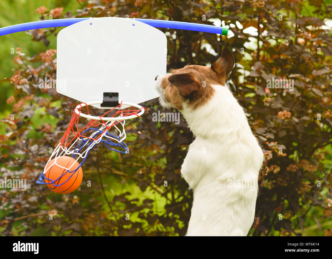 Cane come un divertente di giocatore di basket punteggi obiettivo raffinati Foto Stock