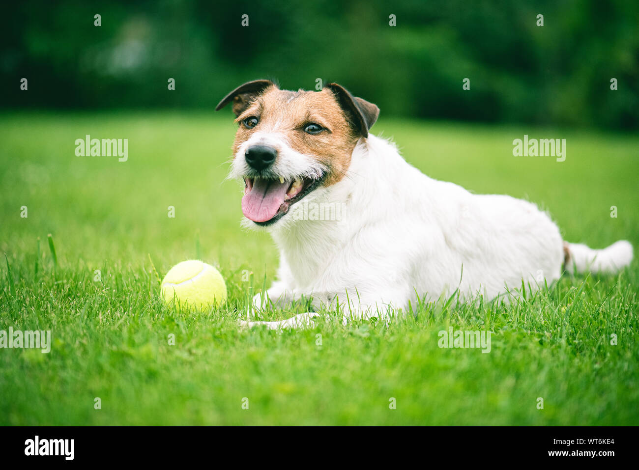 Gentile cane domestico che giace sul verde prato in aperto per cani park Foto Stock
