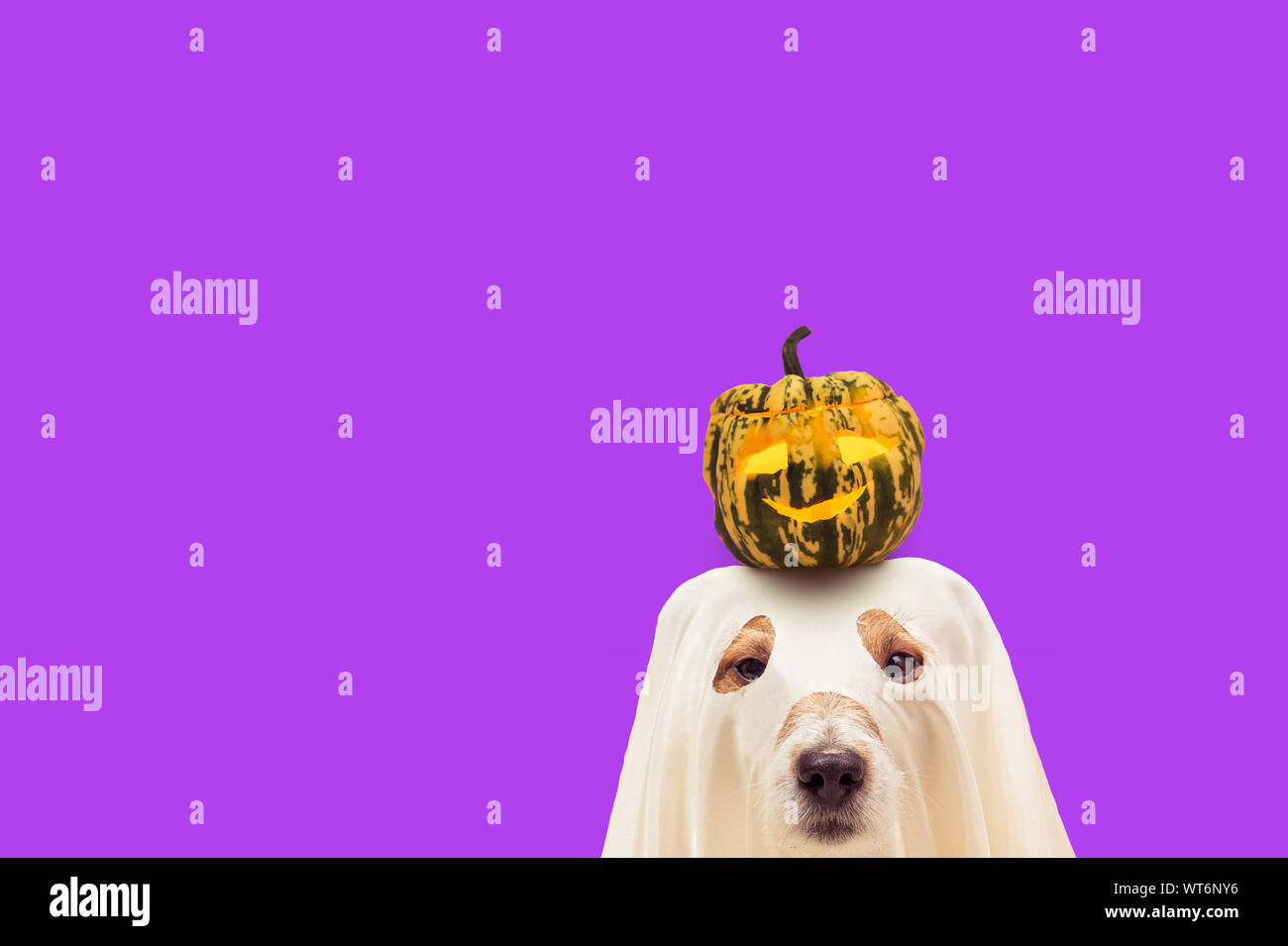 Divertente cane in costume di Halloween di ghost tenendo zucca piccola sulla testa Foto Stock